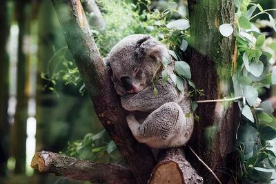 Sleeping Koala in Eucalyptus Poster. poster