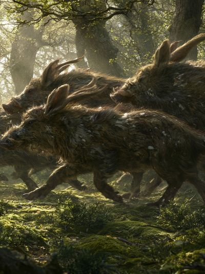 Wild Boar Run Forest Illustration Poster. poster