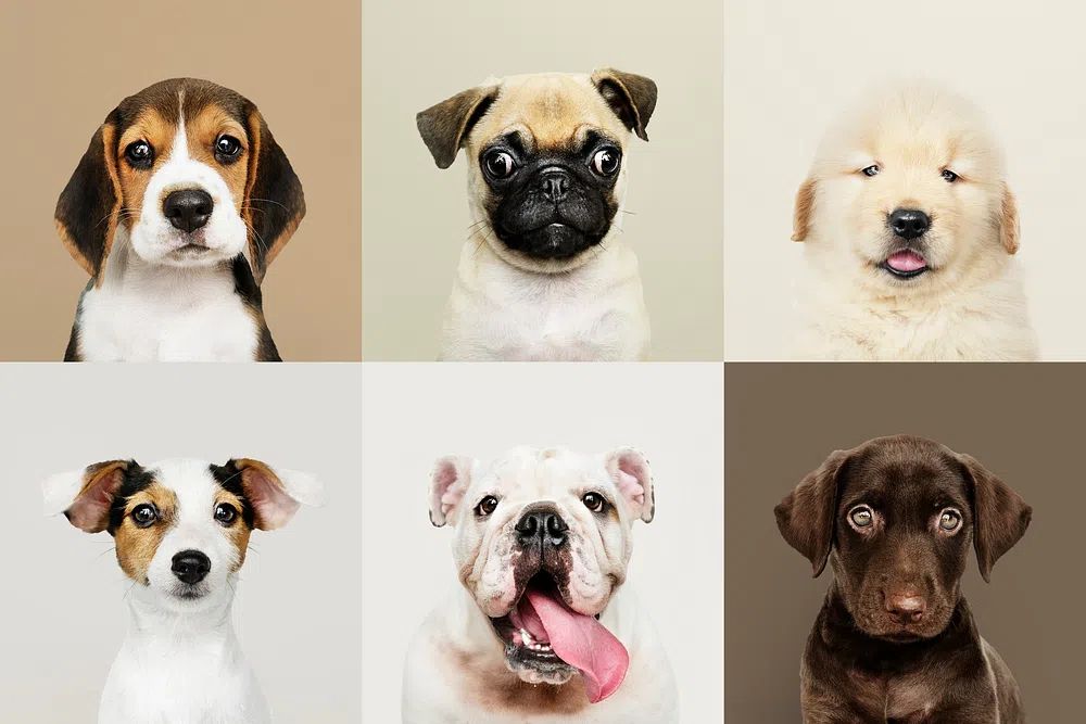 Portrait collection of adorable puppies. poster detail