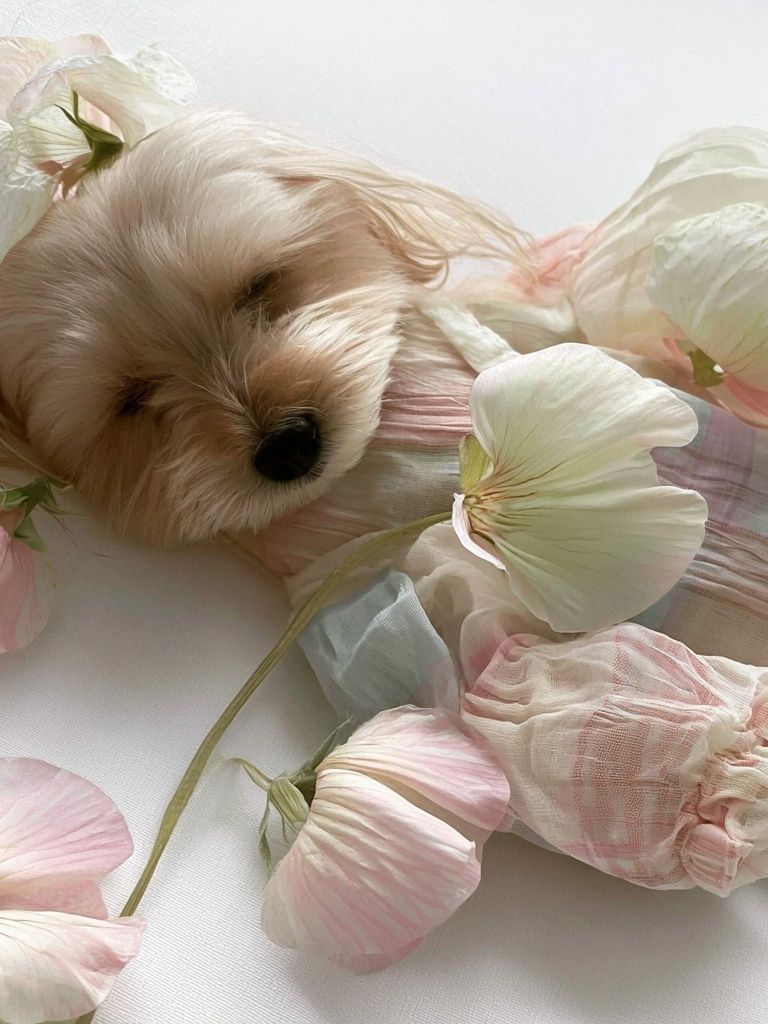 Floral Puppy Portrait Print. poster — animals art