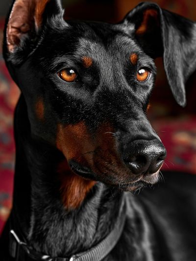 Doberman Portrait Photography Poster. poster