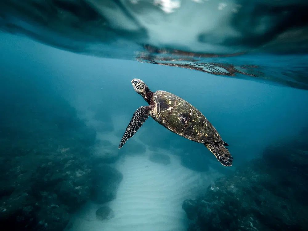 Sea turtle swimming ocean. Original. poster — animals art