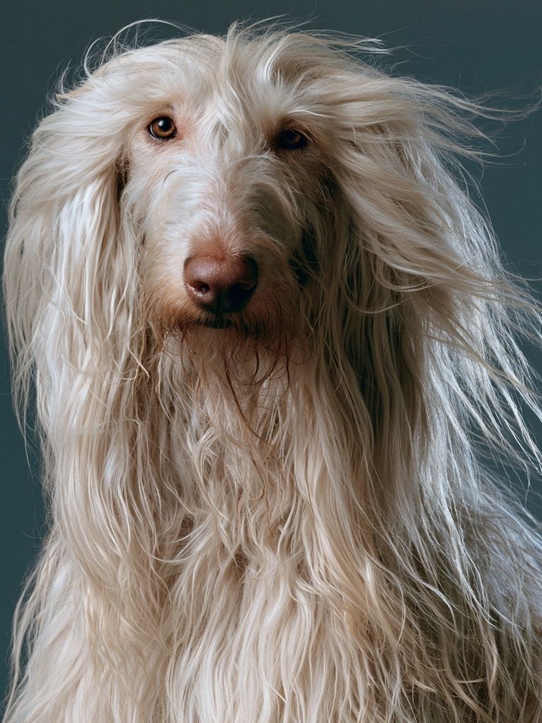 Long-Haired Dog Portrait Poster. poster — animals art