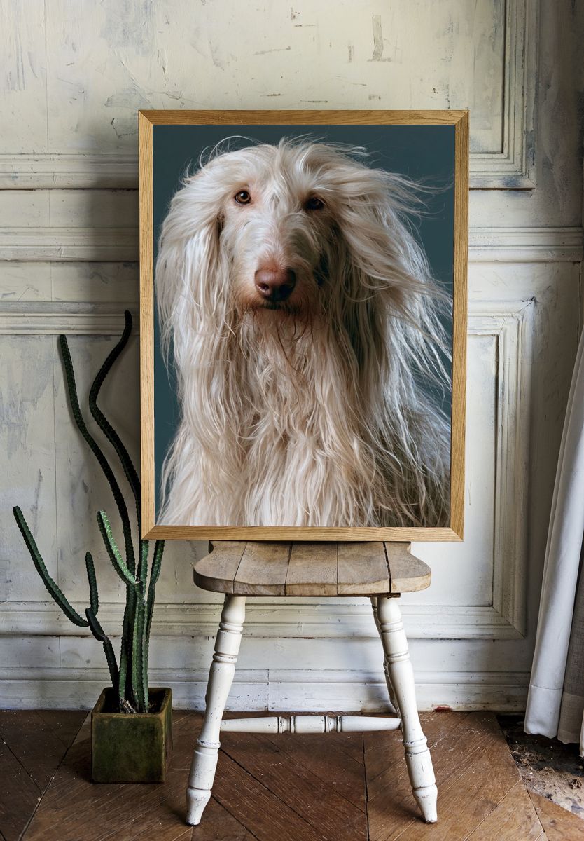 Long-Haired Dog Portrait Poster. — room view 1
