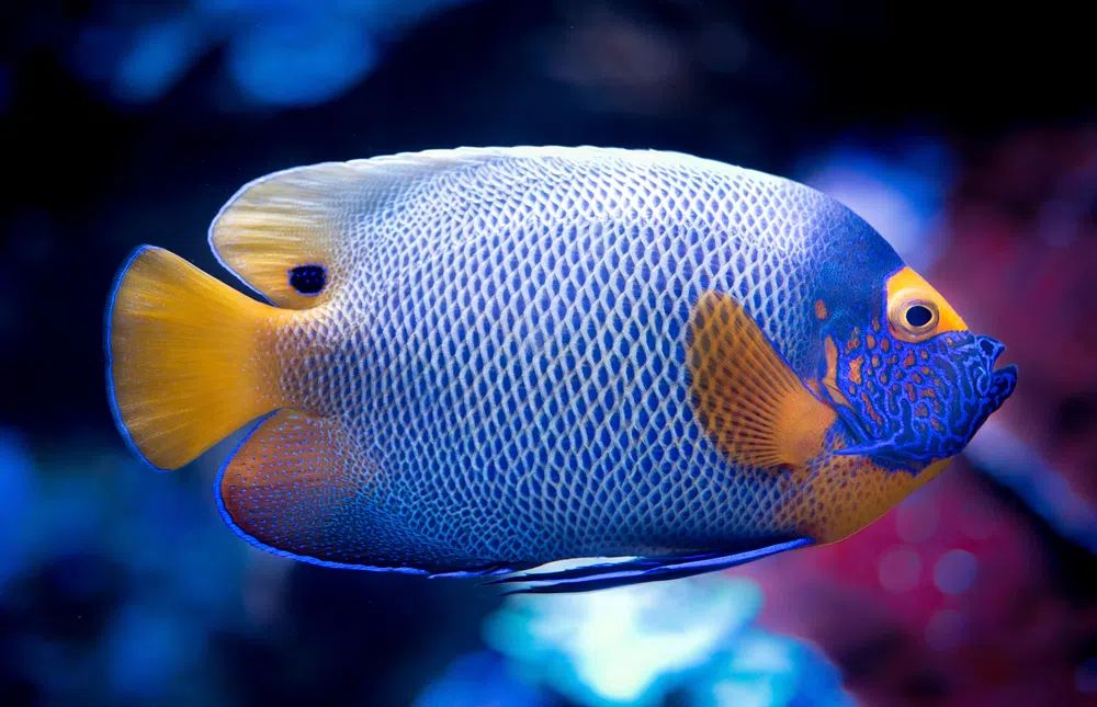 Blue Angelfish Photography Poster. poster — animals art