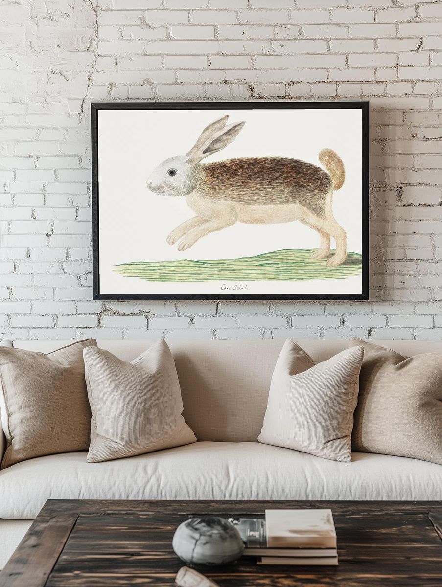 Pronolagus sp: Karoo hare (1777–1786). — room view 1