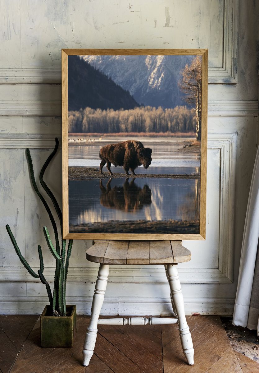 Bison by the River Photography Poster. — room view 1