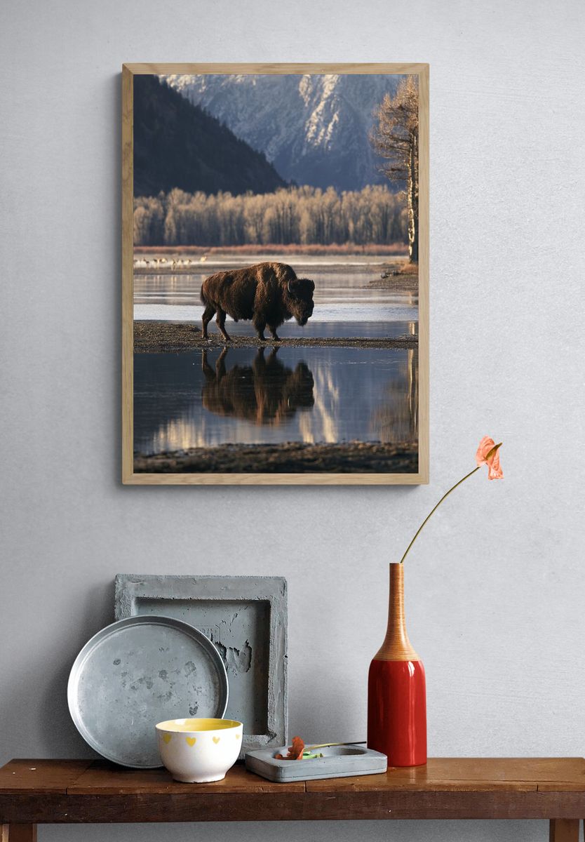 Bison by the River Photography Poster. — room view 3