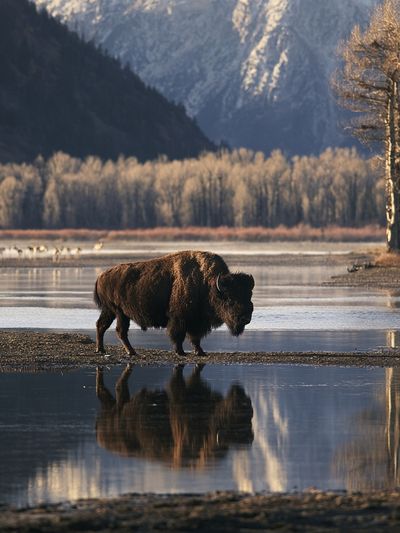 Bison by the River Photography Poster. poster