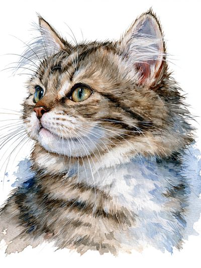 Watercolor Cat Portrait Print. poster