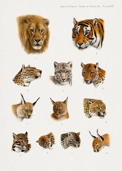 Wild animal, safari lithograph. Digitally. poster