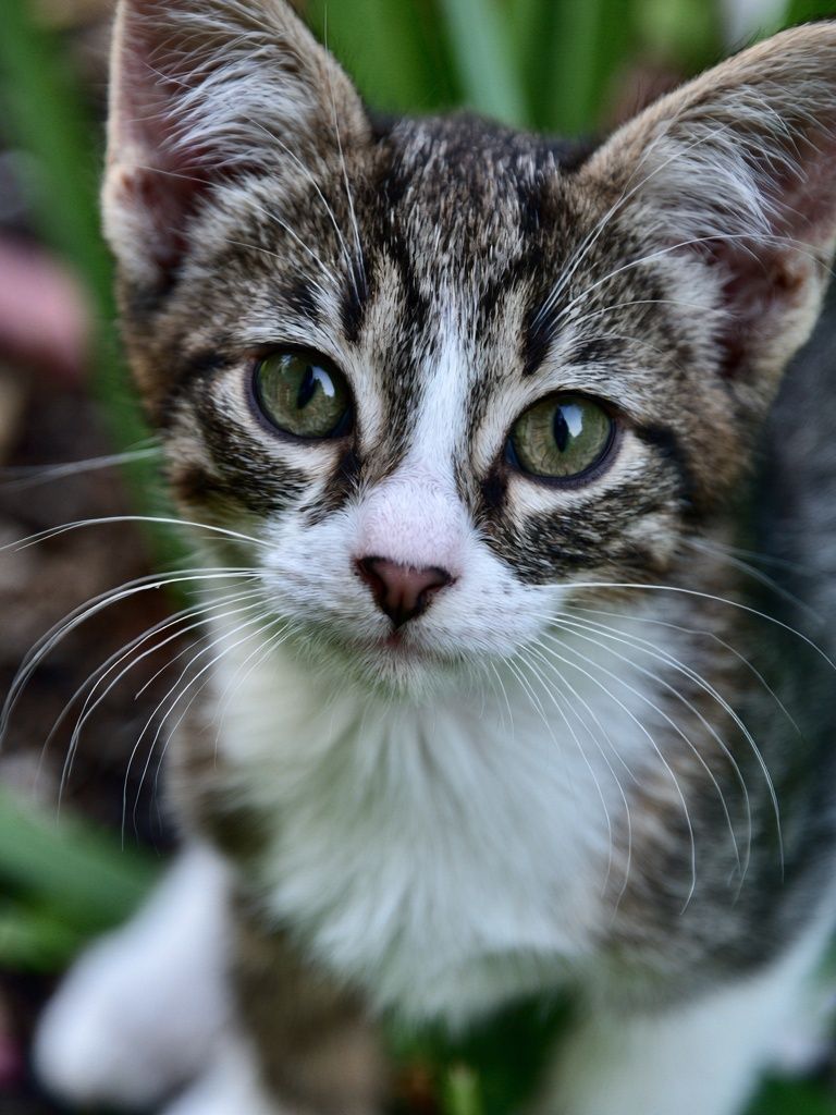 Curious Tabby Kitten Photography Poster. poster — animals art