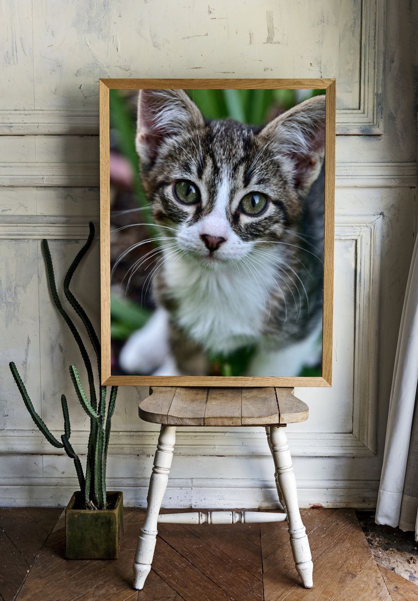 Curious Tabby Kitten Photography Poster. — room view 1