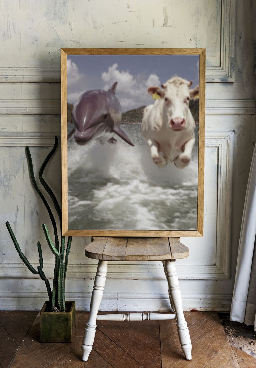 Cow and Dolphin Splash Poster. — room view 1