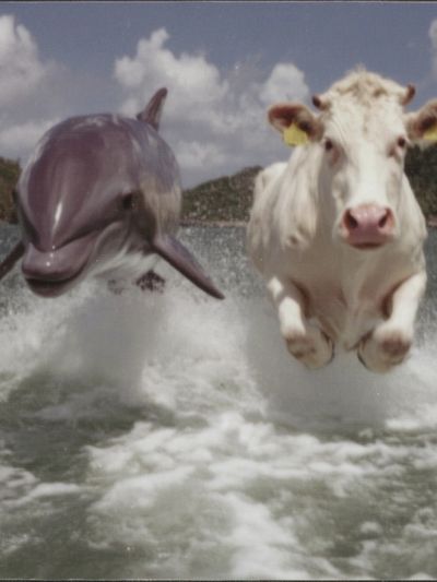 Cow and Dolphin Splash Poster. poster