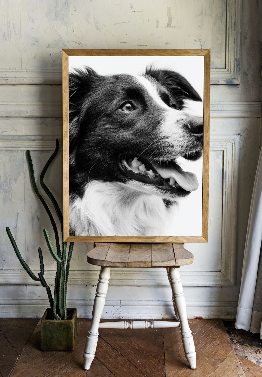 Border Collie Portrait Print. — room view 1