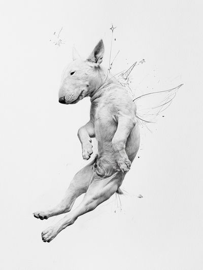 Flying Bull Terrier Illustration Poster.