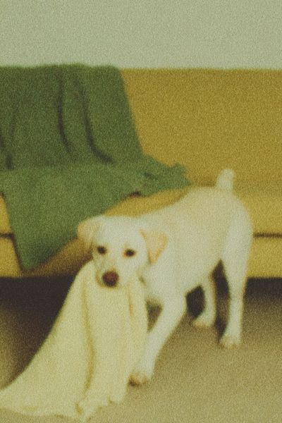 Labrador Puppy Vintage Poster. poster