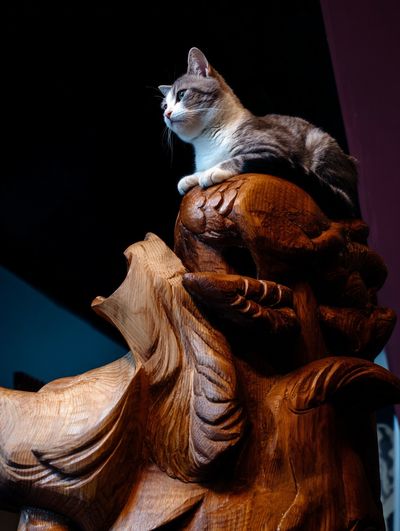 Cat on Carved Wood Photography Poster. poster