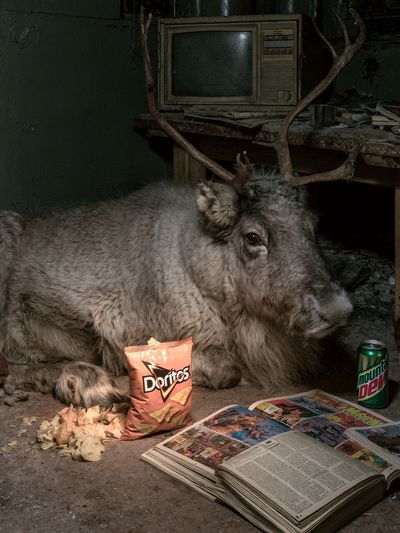 Reindeer in Abandoned Room Print. poster