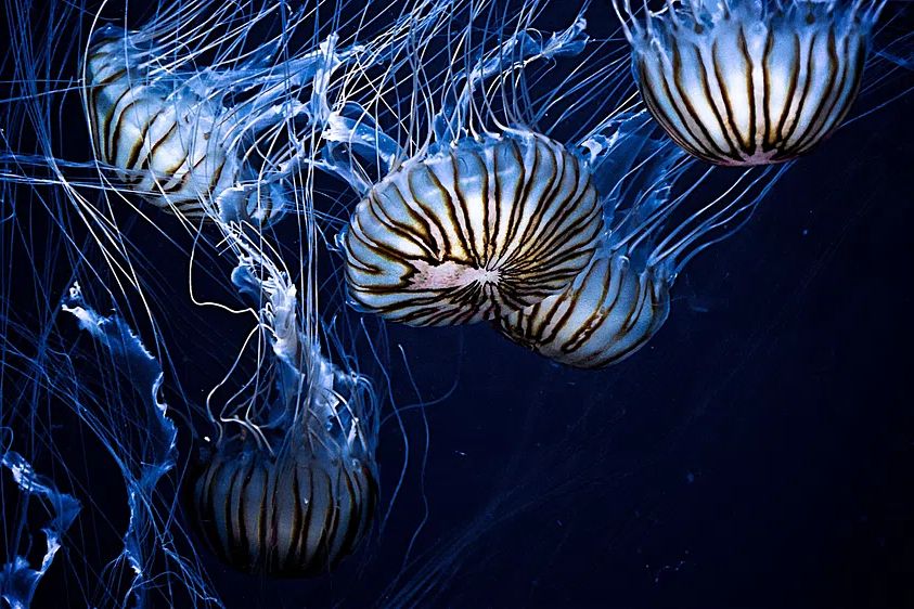 Jellyfish wallpaper desktop, aesthetic HD. poster detail