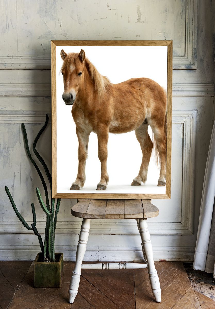 Pony Portrait Photography Poster. — room view 1