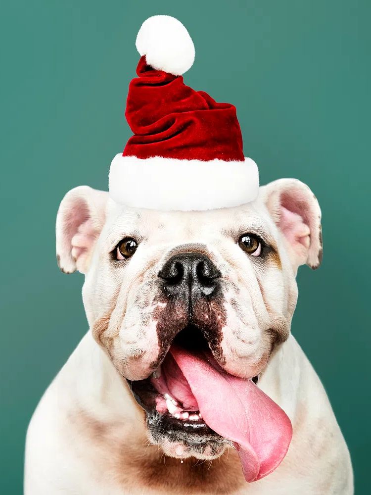 Bulldog Santa Hat Portrait Print. poster — animals art