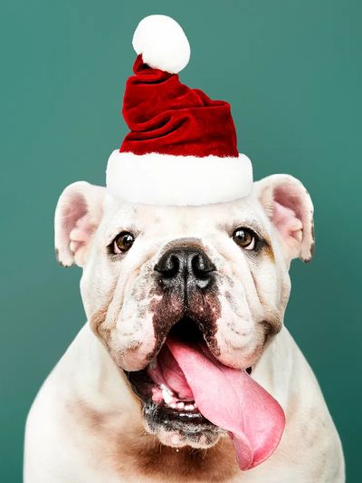 Bulldog Santa Hat Portrait Print. poster