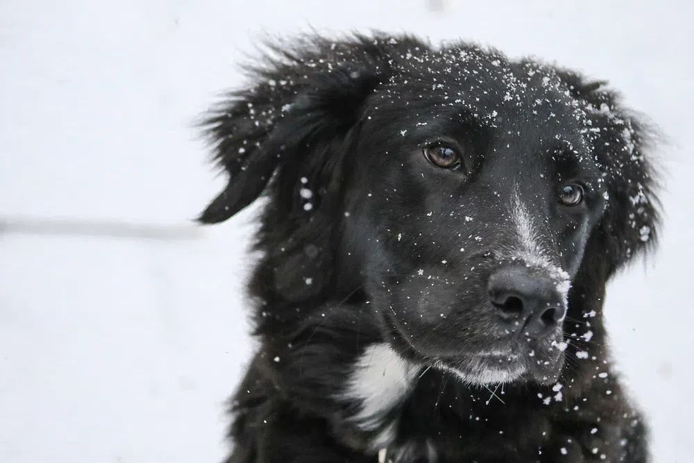 Closeup black dog snow fur. poster — animals art