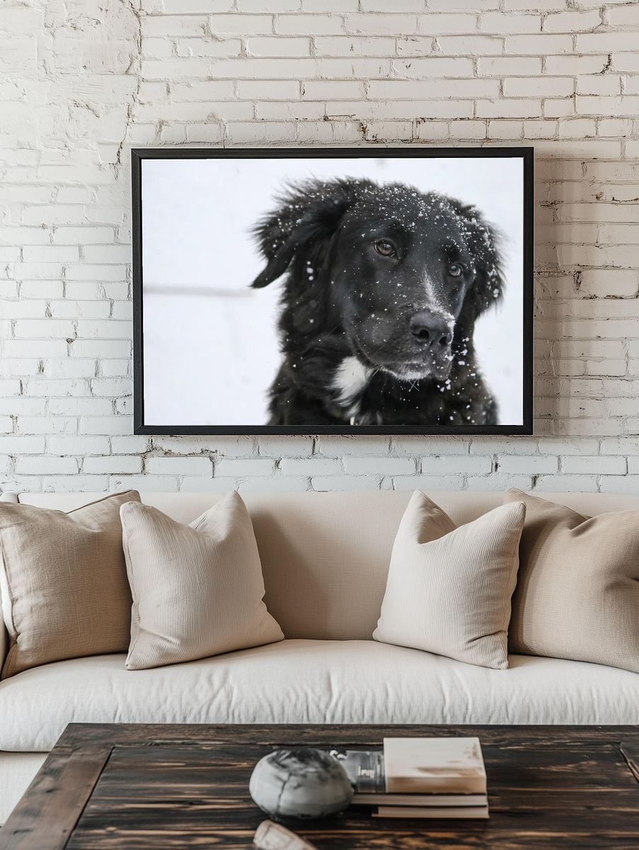 Closeup black dog snow fur. — room view 1