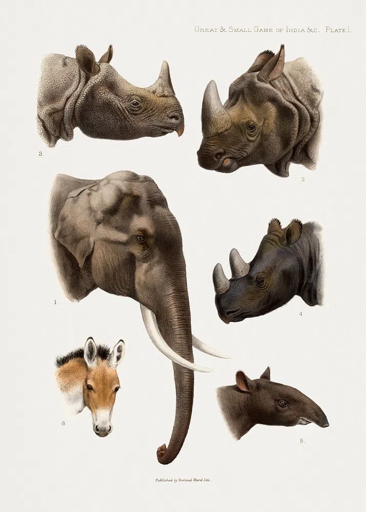 Vintage animal illustrations. poster — animals art
