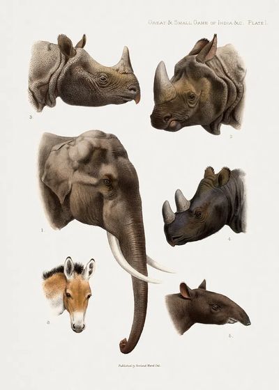 Vintage animal illustrations. poster