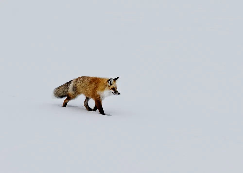 red fox prowls voles, hidden. poster — animals art