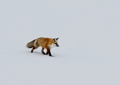 red fox prowls voles, hidden. poster