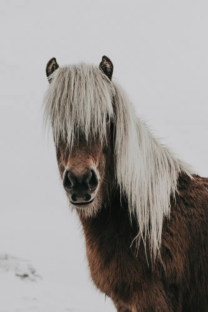 Horse. poster detail