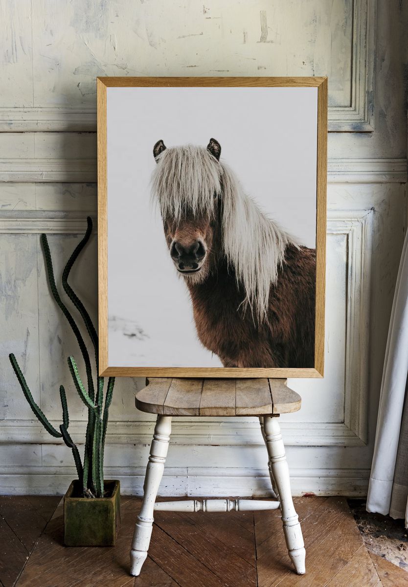 Horse. — room view 1