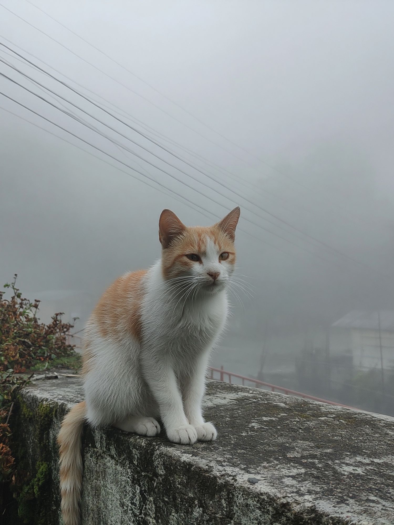 Foggy Cat Portrait Print. poster — animals art