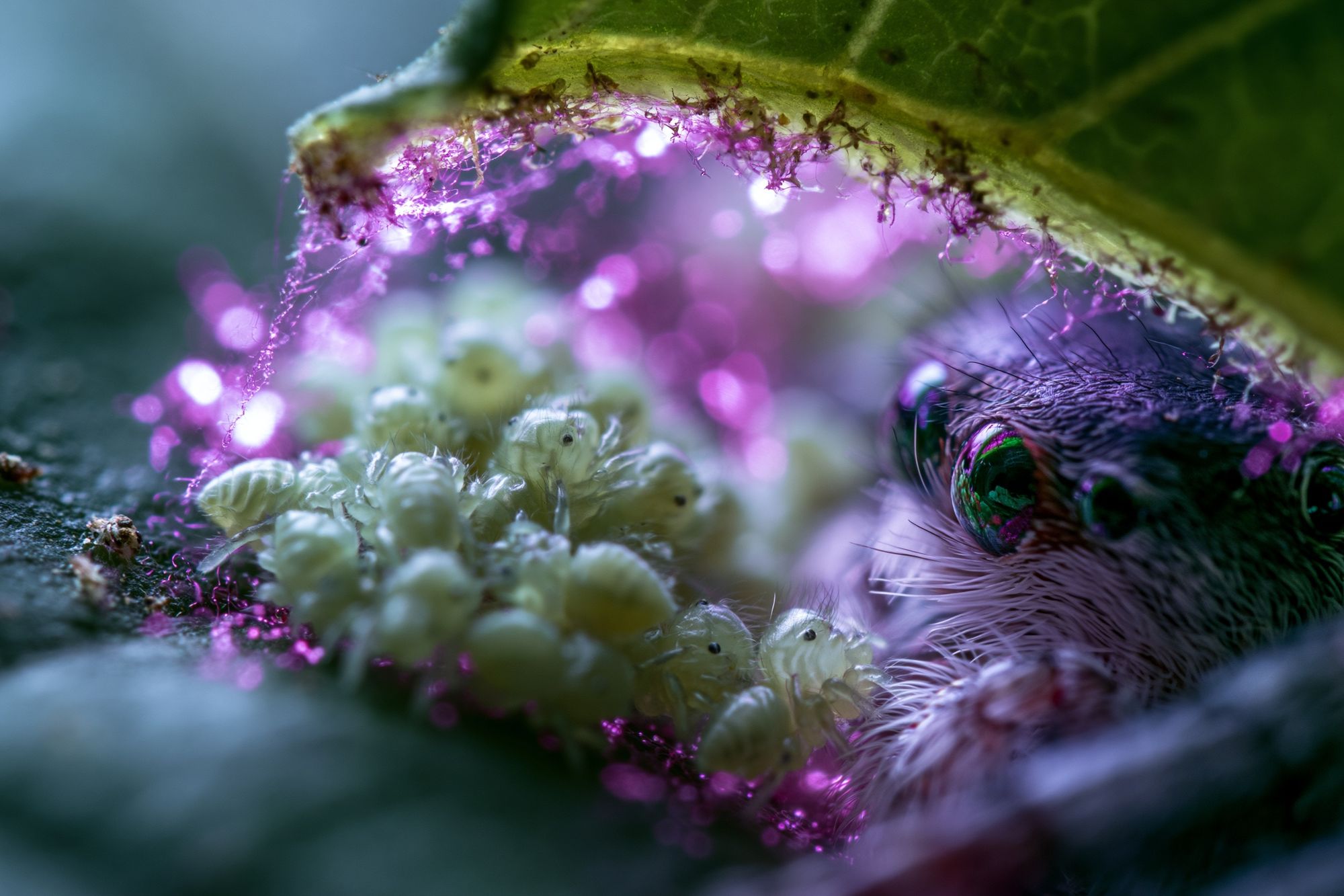 Macro Caterpillar Portrait Print. poster — animals art