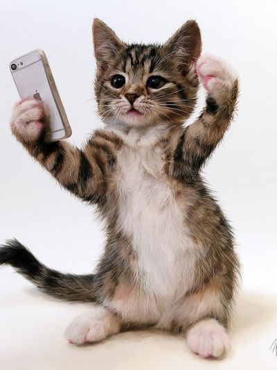 Selfie Kitten Illustration Poster. poster