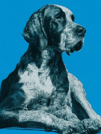Great Dane Portrait Print. poster