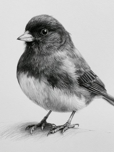 Songbird Pencil Sketch Poster. poster