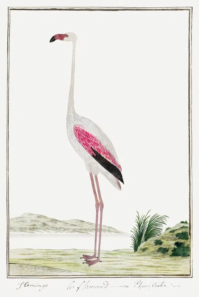Phoenicopterus ruber roseus: greater flamingo. poster detail