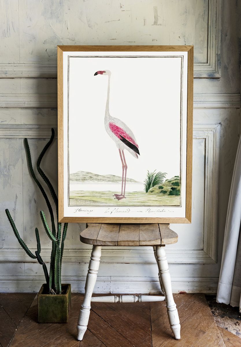 Phoenicopterus ruber roseus: greater flamingo. — room view 1
