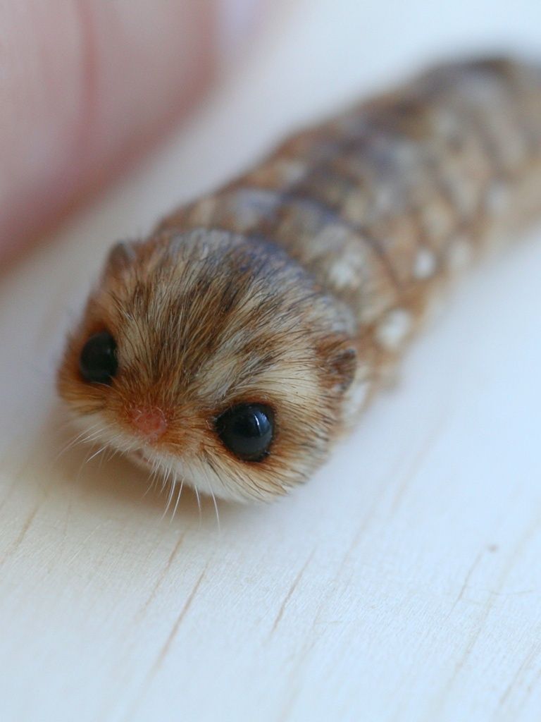 Cute Caterpillar Photography Poster. poster — animals art