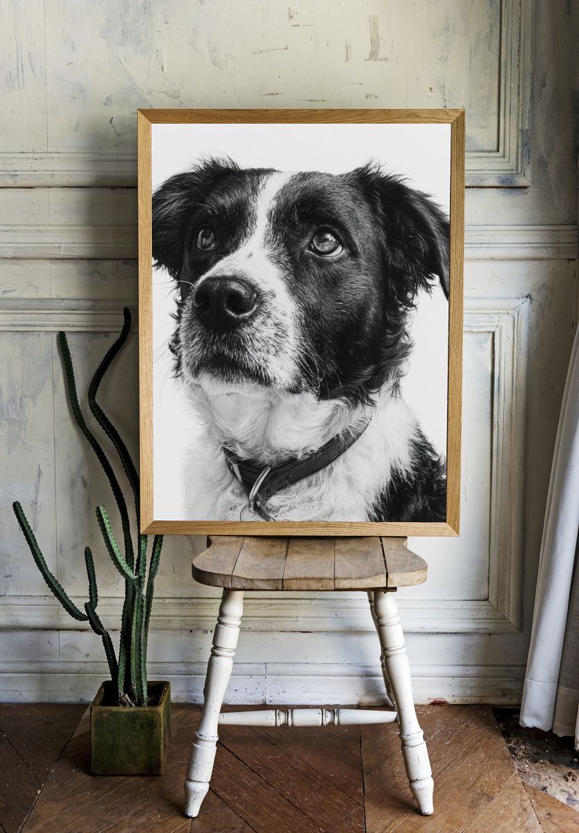 Border Collie Portrait Poster. — room view 1