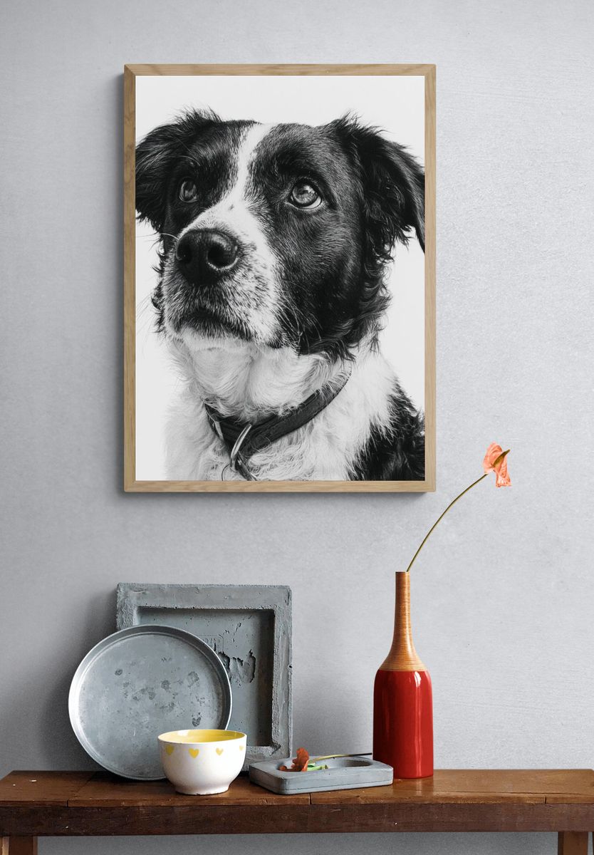 Border Collie Portrait Poster. — room view 3