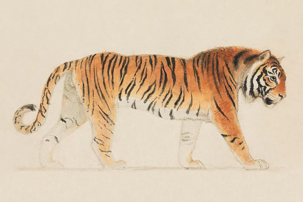 Tiger, Full-Length, Profile, Walking Towards. poster — animals art