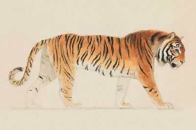 Tiger, Full-Length, Profile, Walking Towards. poster