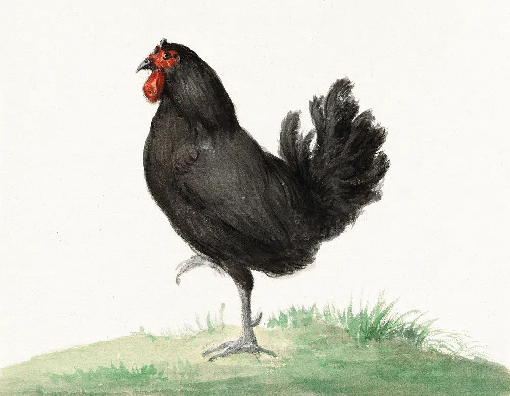 Standing black chicken (1775–1833) drawing. poster — animals art