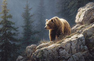 Grizzly Bear on Rocky Cliff Print. poster
